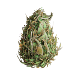g_bud