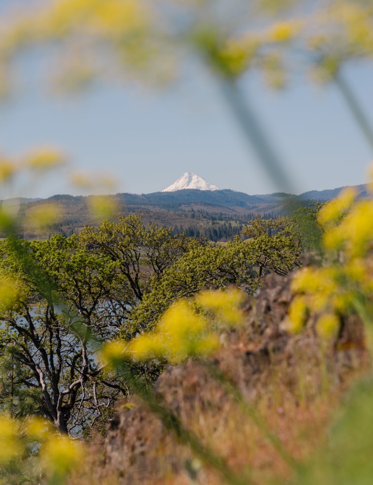 ProbaHoka_24Michelitsch_MMCV